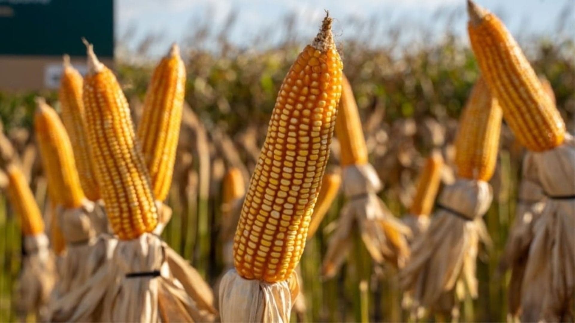 Milho permanece estável com preços em R$ 69,00 por saca