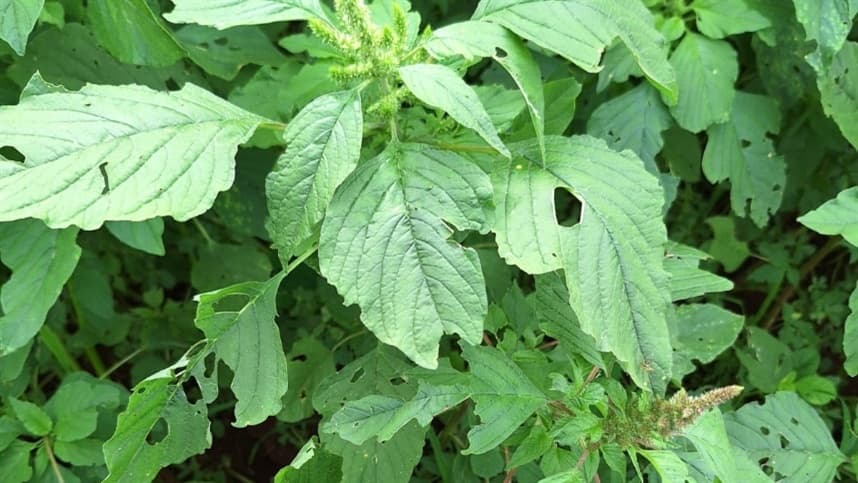 Aumento de plantas daninhas no Brasil atinge lavouras e técnicos alertam