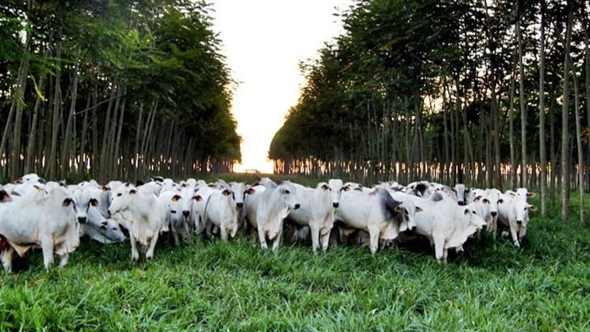 O reconhecimento do agronegócio brasileiro pela sua sustentabilidade
