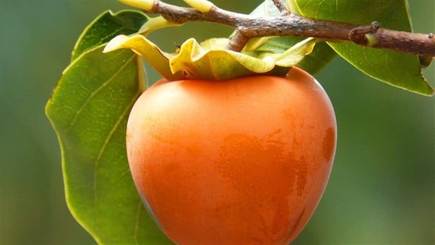 Cultivo de caqui gera impacto econômico no Paraná e no Brasil