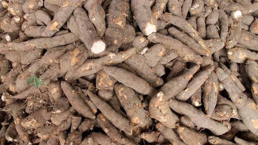 Produção de mandioca bate recorde histórico