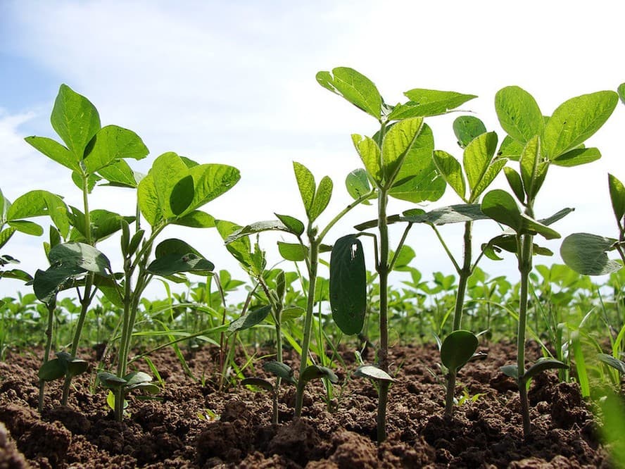 Apesar do atraso no plantio nos EUA, preço da soja cai em Chicago.