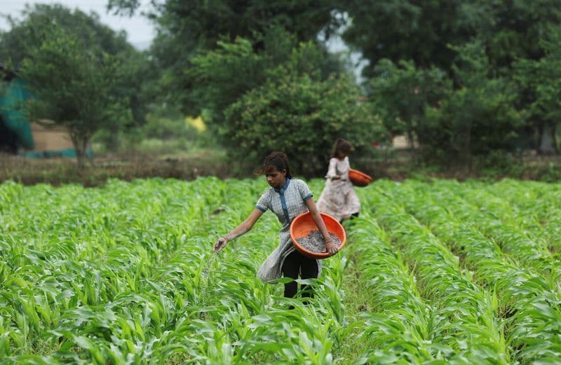 Índia aprova subsídio de US$4,50 bilhões para fertilizantes