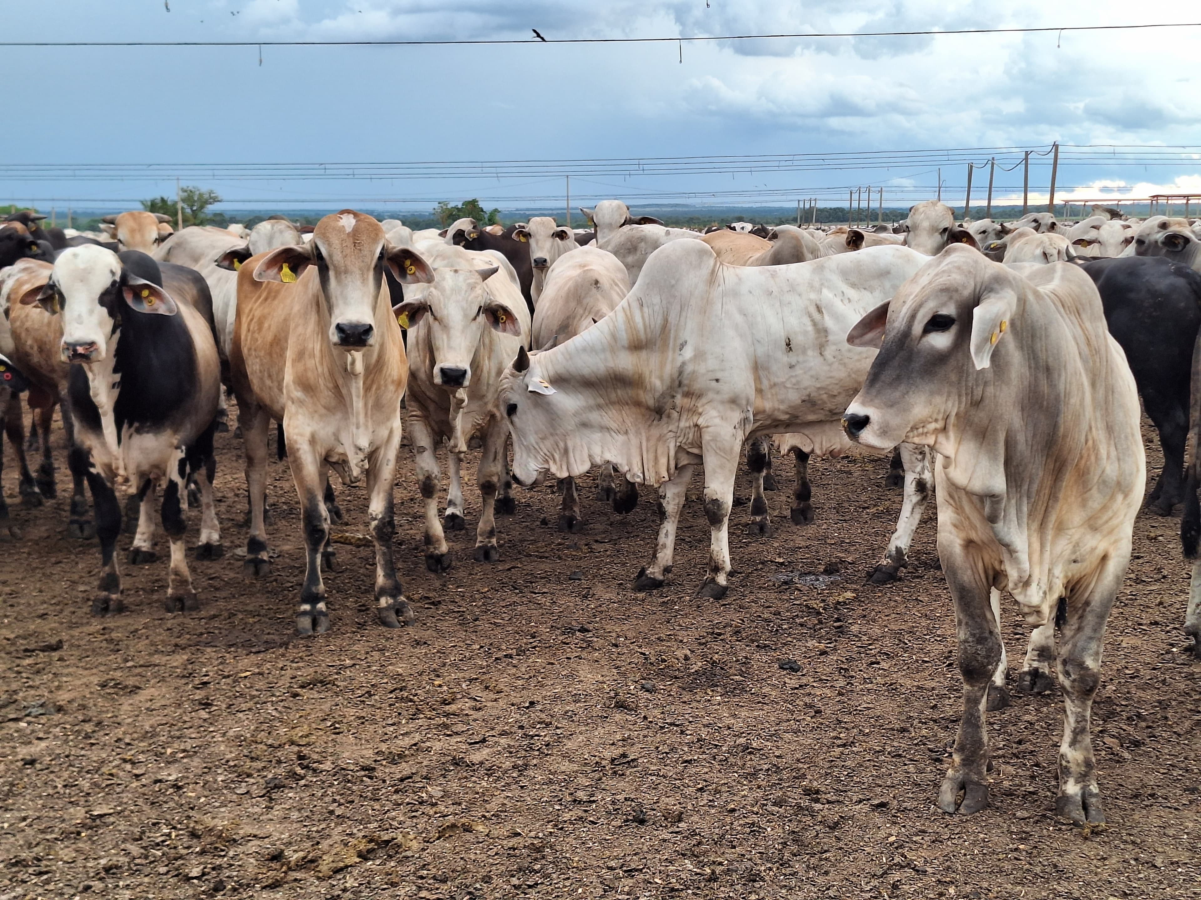 Fazenda Conforto avalia proposta de compra da JBJ Agropecuária