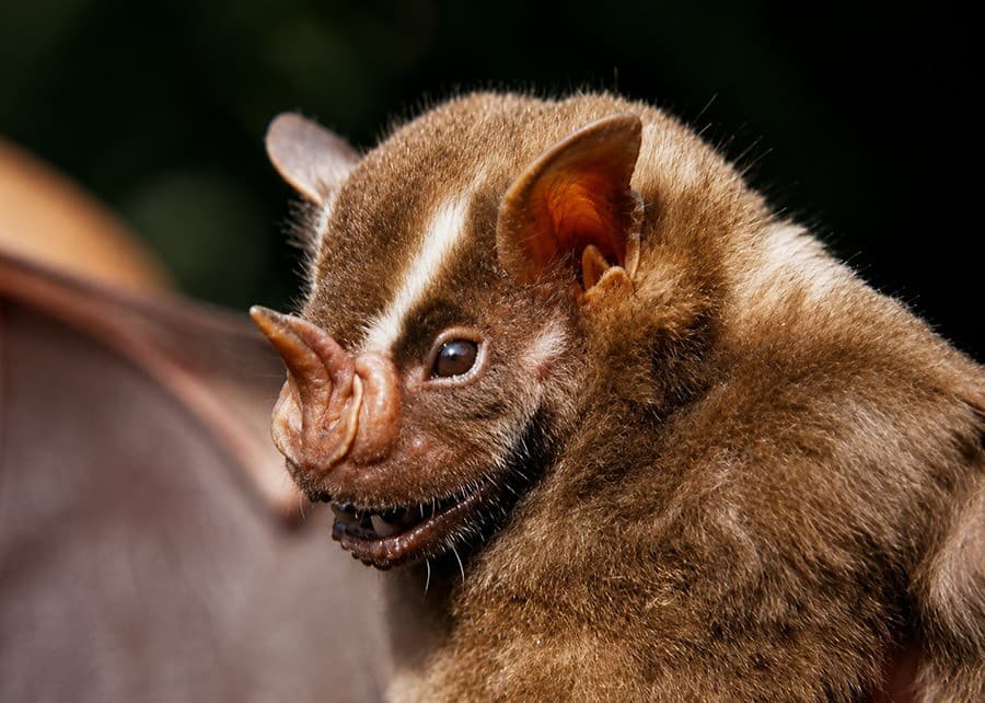 Parceria investiga compostos sintéticos para atrair morcegos na restauração florestal