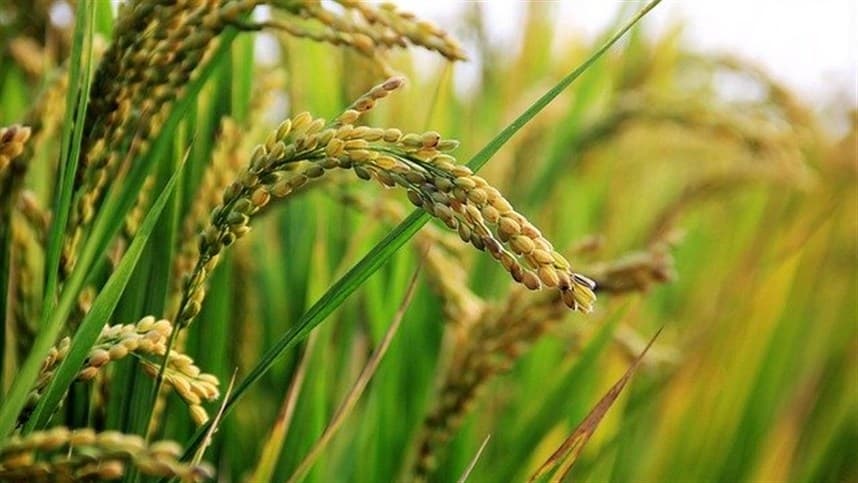 Os benefícios do arroz com bioestímulos