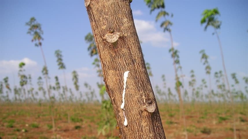 Leilões para apoio à comercialização e escoamento da borracha: estratégias de incentivo ao mercado.