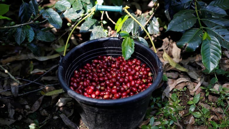 Colheita de café arábica da Expocacer alcança 87% em 2026