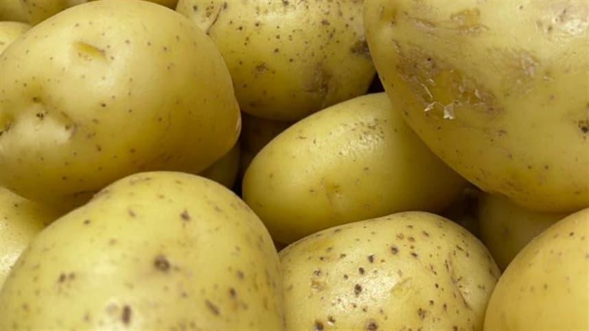 Safra de batata no Paraná afetada pela baixa qualidade devido às chuvas