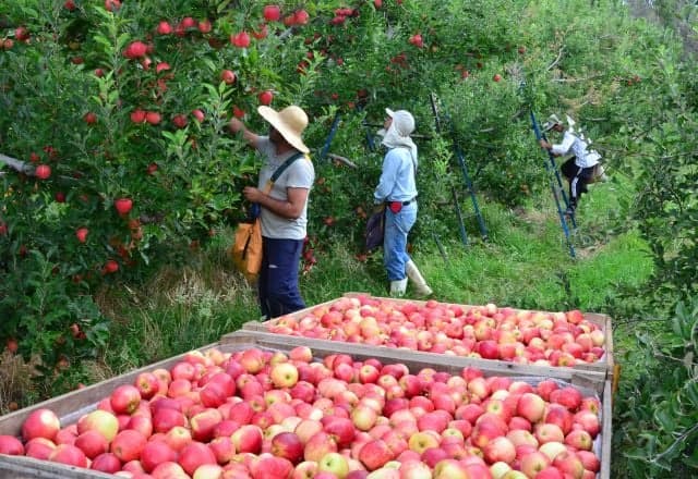 Debate sobre jornada de trabalho no agronegócio afeta produção alimentar
