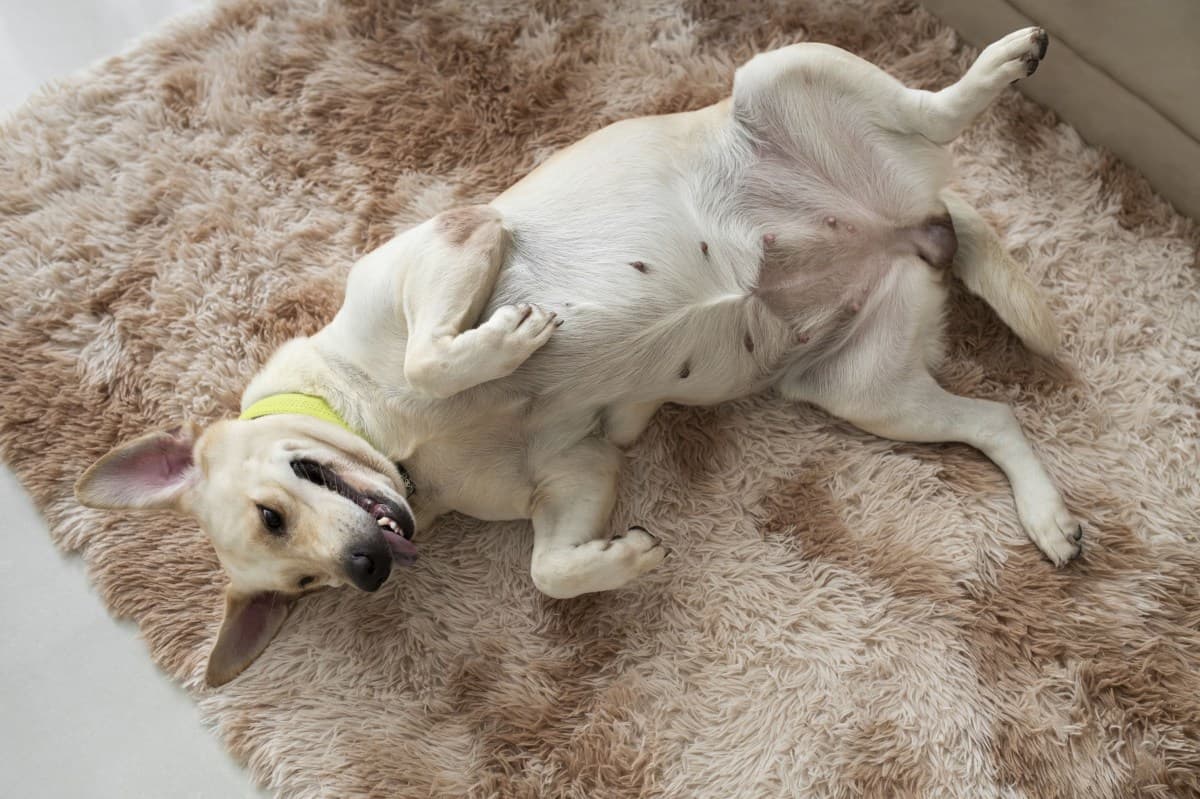 Comportamento Canino: Significado de Dormir de Barriga para Cima