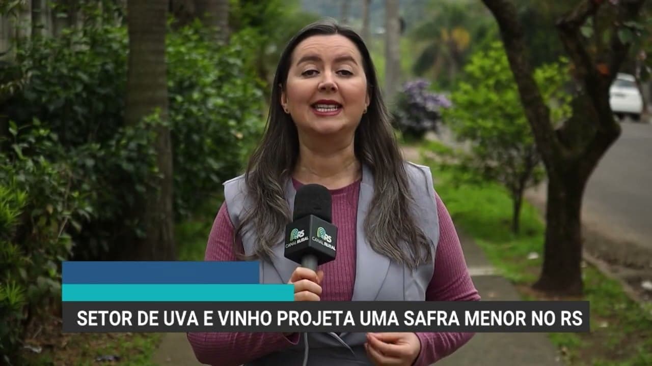 El Niño pode afetar produção de uvas e azeite no Rio Grande do Sul