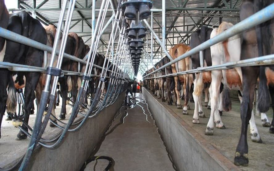 Empresas do setor lácteo voltam a coletar leite no Rio Grande do Sul