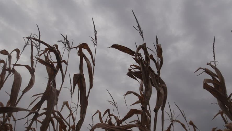 Impacto das chuvas no Maranhão: prejuízos nas lavouras após perdas de até 15% devido à seca.