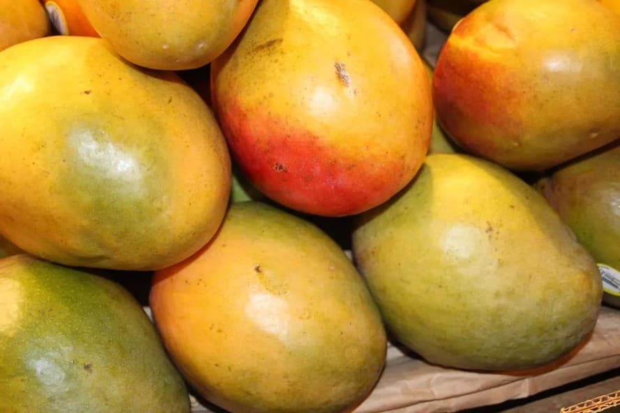 Cuidados necessários para garantir a produtividade do pé de manga