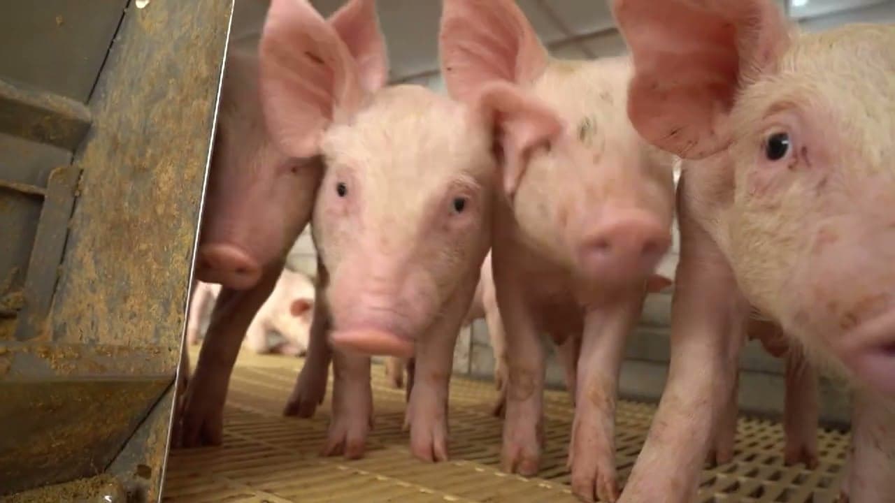 Avicultura e suinocultura no ES enfrentam desafios com mão de obra