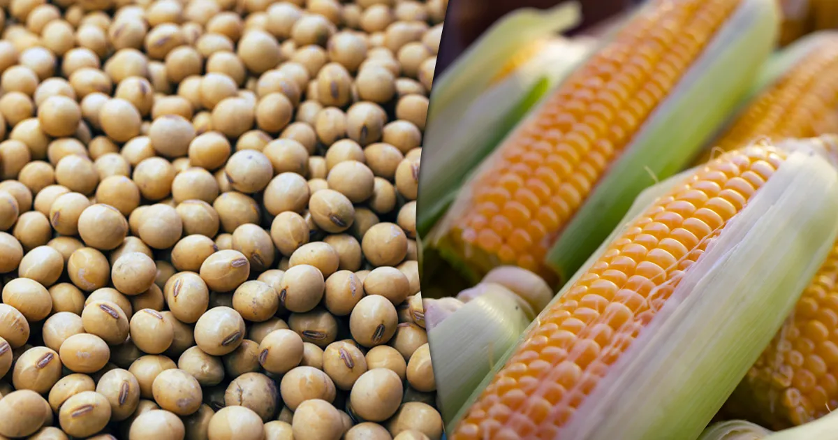 Colheita de soja no Brasil avança para 87% em 2025/26