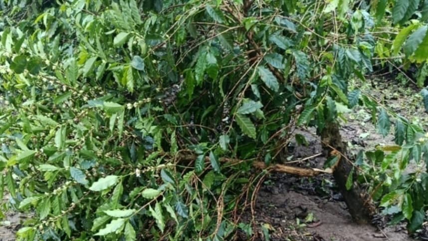 Produtores de café no Sul de Minas devem documentar danos causados por granizo