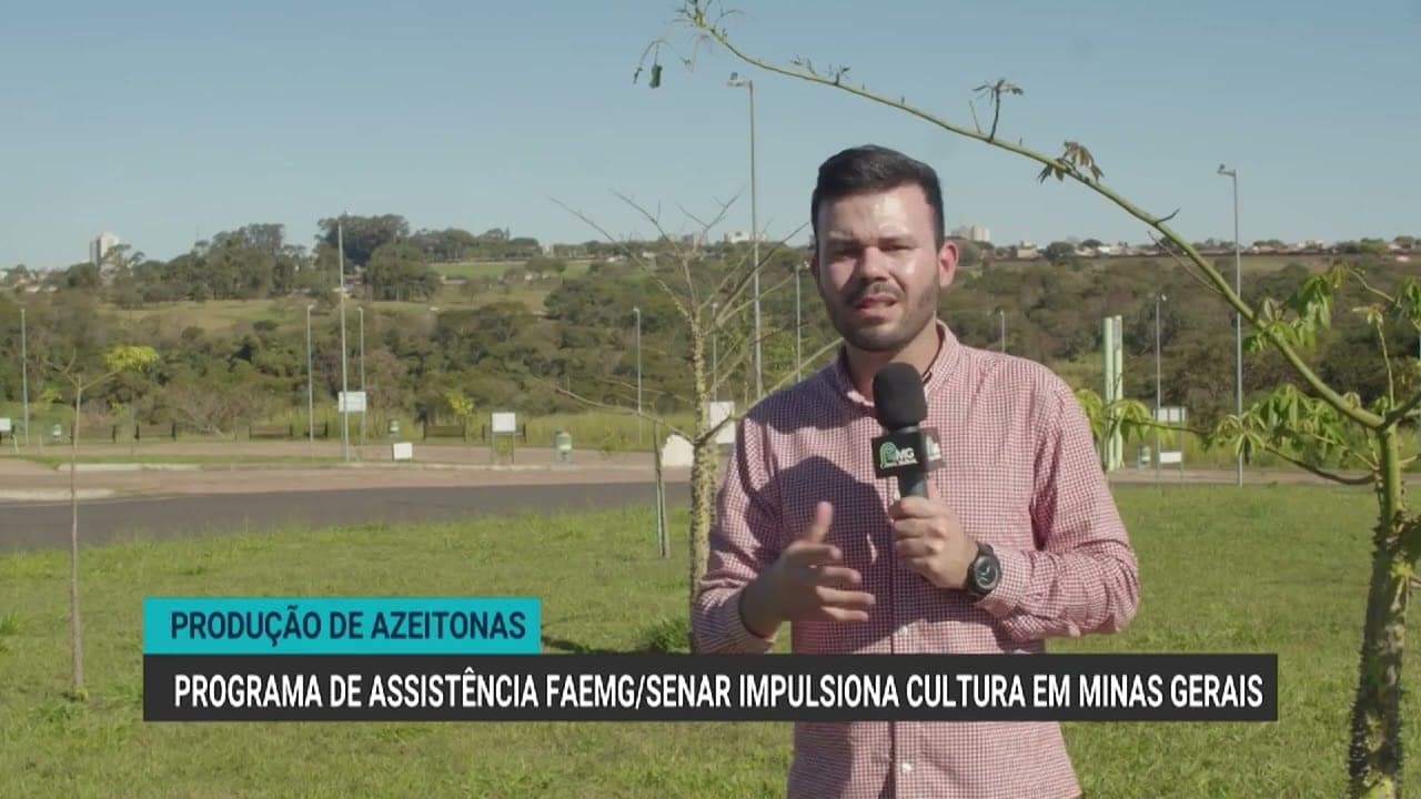 Produtores de azeitona em Minas Gerais ampliam safra com assistência técnica
