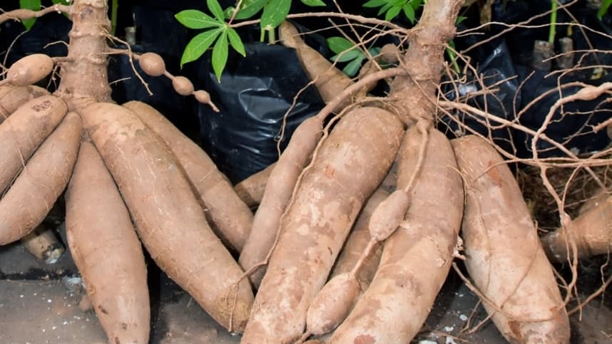 Mercado de mandioca segue estável