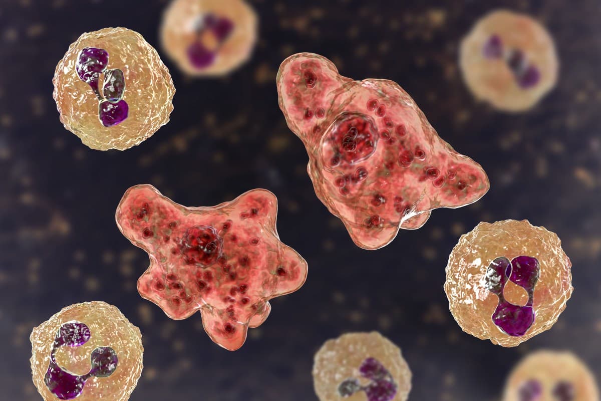 Infecção por ameba Naegleria fowleri causa morte de criança nos EUA