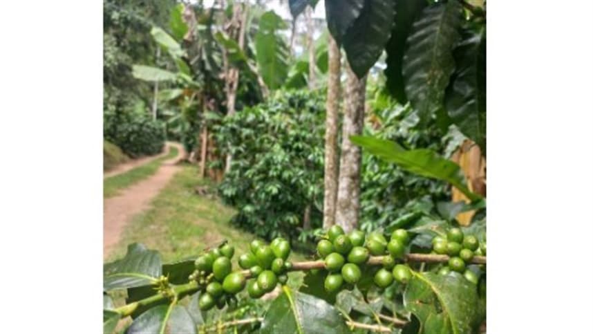 Café+SC busca aprimorar produção sustentável de café em SC