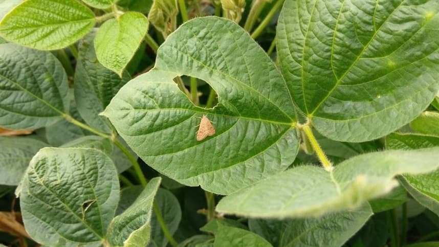 Soja: Mercado Oscila com Açores e Desafios no Brasil