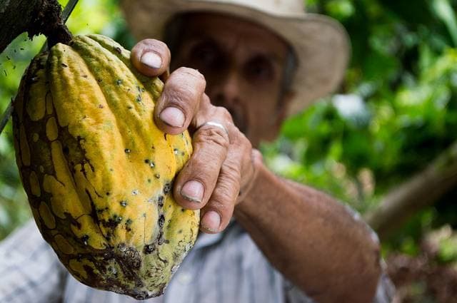 Produtores de cacau enfrentam queda drástica de preços e desafios