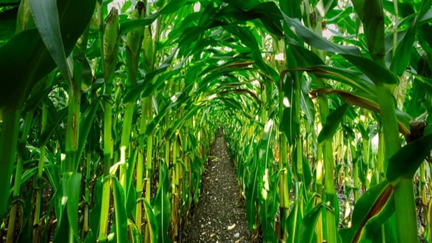 Mercado de milho global em queda e influenciado por fatores climáticos