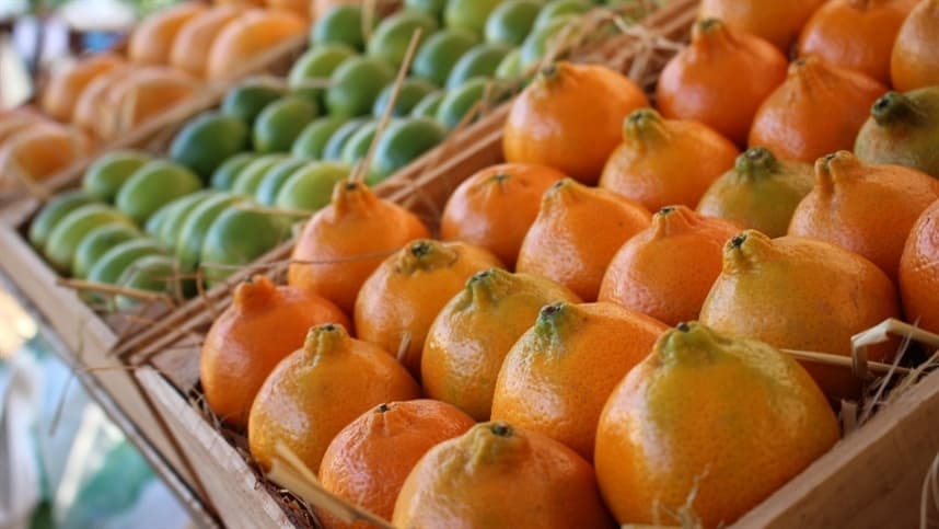 Produção de citros é afetada pelas condições climáticas