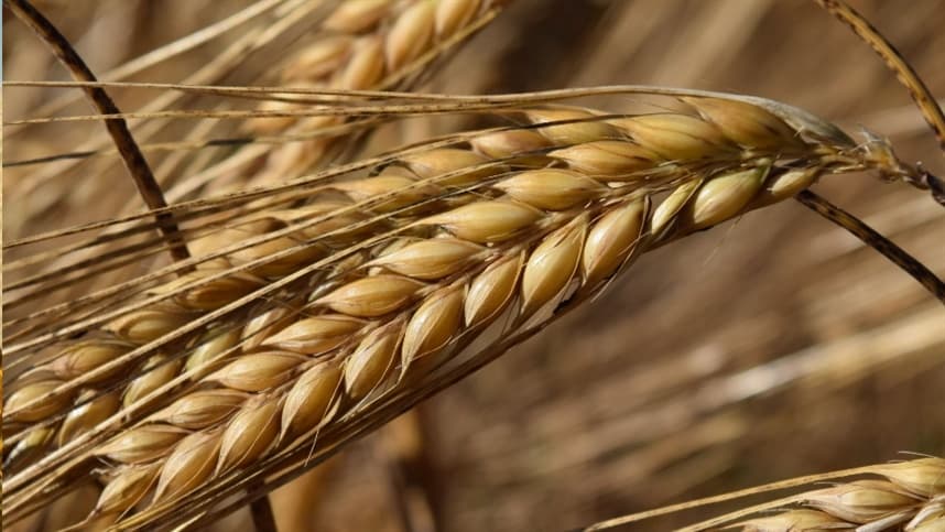 Plantio de cevada ocupa mais de 65% da área da Capal