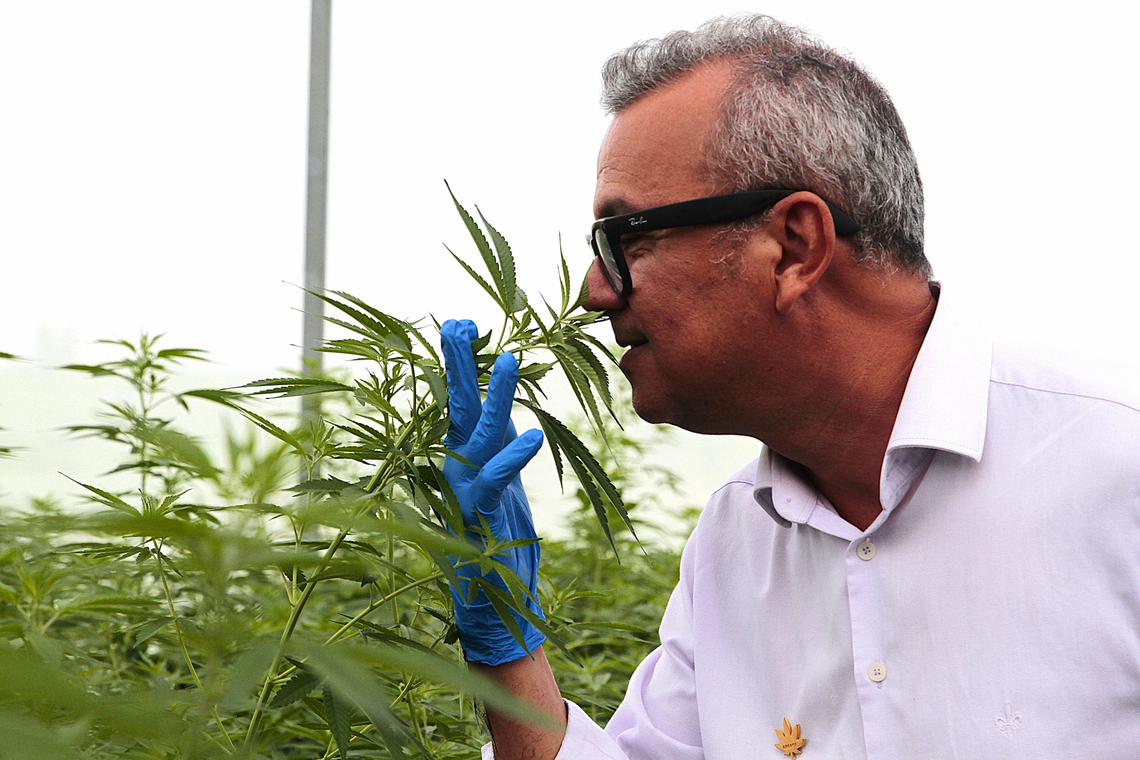 Abrace se torna líder em cultivo de cannabis medicinal no Brasil