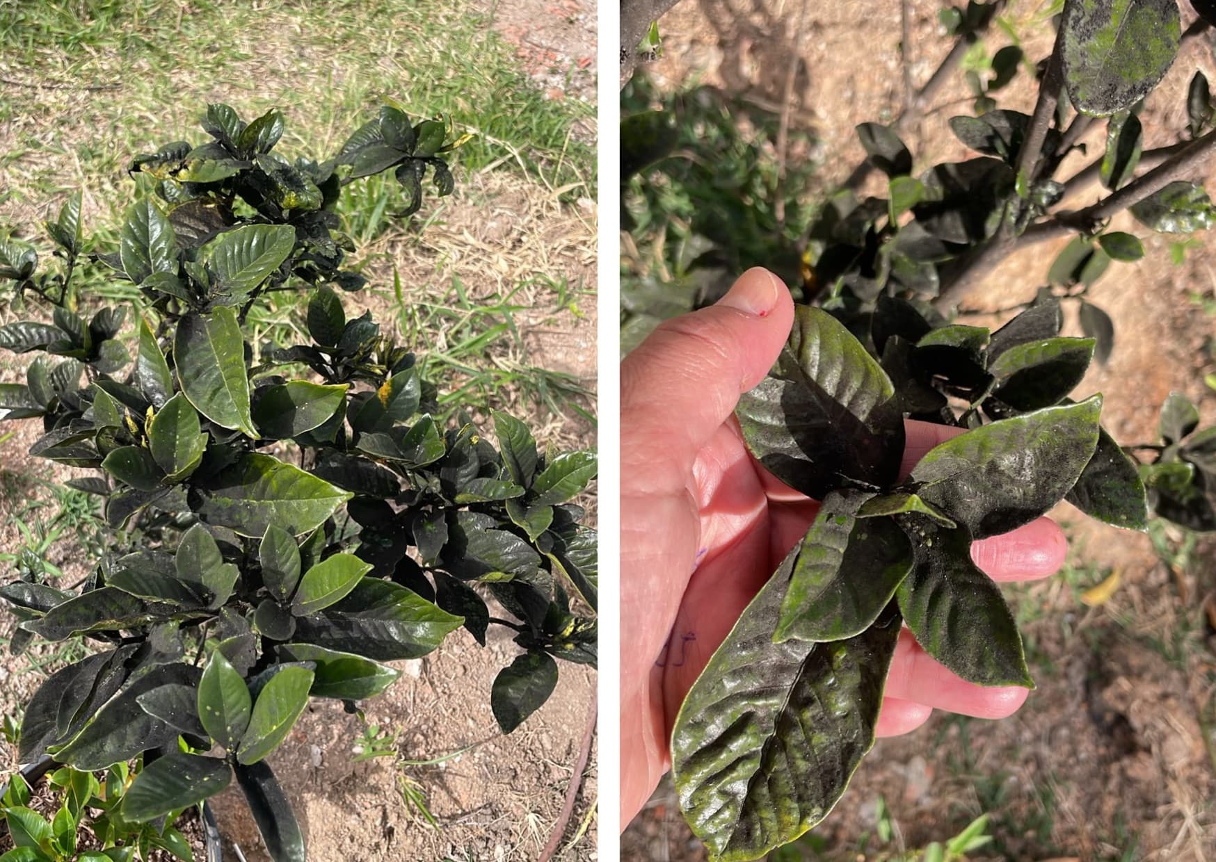 Gardênia perde folhas pretas: como recuperar a planta?