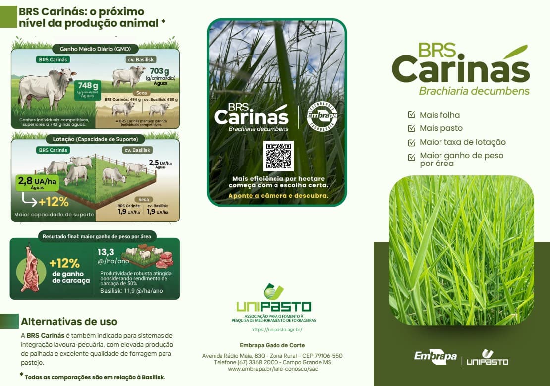 Embrapa apresenta cultivar BRS Carinás de Brachiaria decumbens