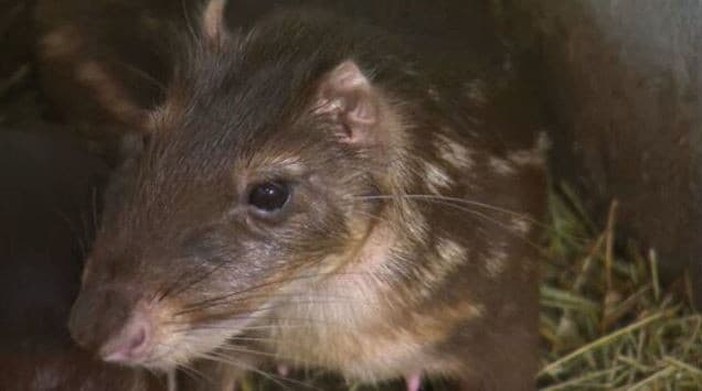 Criação de pacas: entenda a regulamentação e investimento necessário