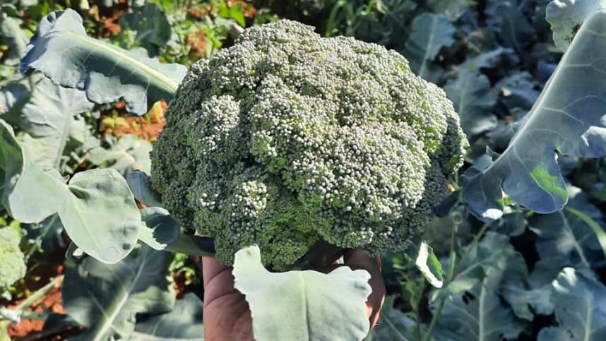 Tecnologia de híbridos impulsiona aumento na produção de brócolis no Brasil