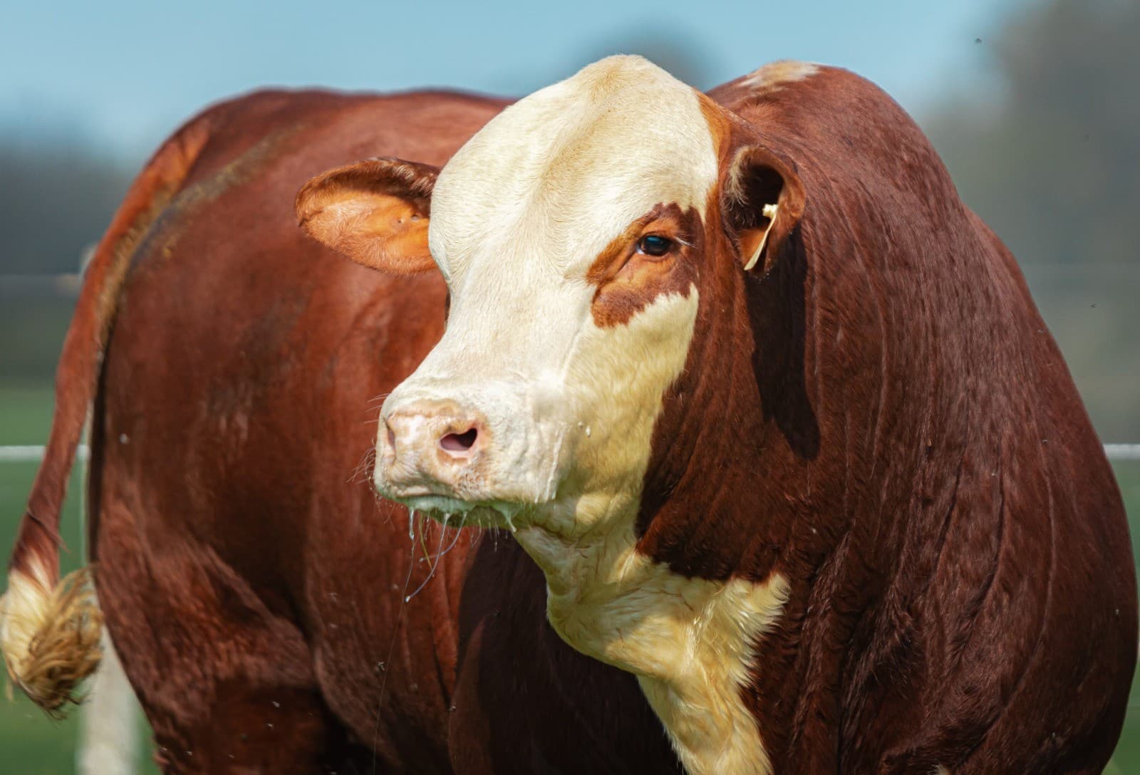 Leilões de bovinos Hereford e Braford têm alta acima de 10%