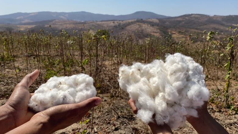 Marcelo Duarte Analisa Impactos da Guerra no Oriente Médio sobre o Algodão