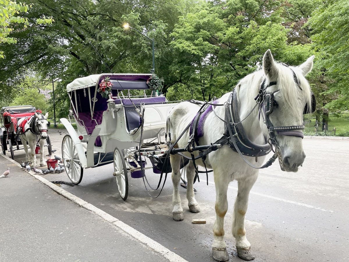 Nova York proíbe carruagens puxadas por cavalos no Central Park a partir de 2028