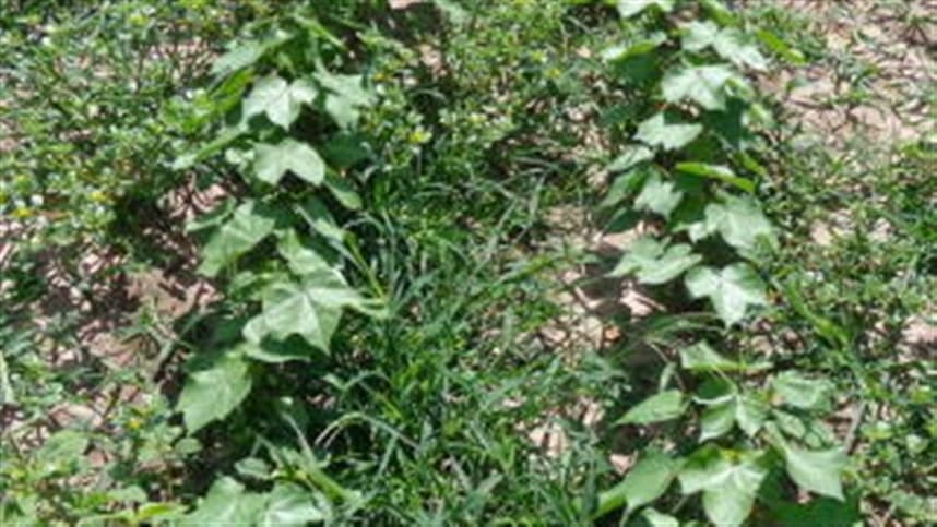 Compreendendo a Resistência aos Herbicidas: A Chave para o Manejo Sustentável das Plantas Daninhas