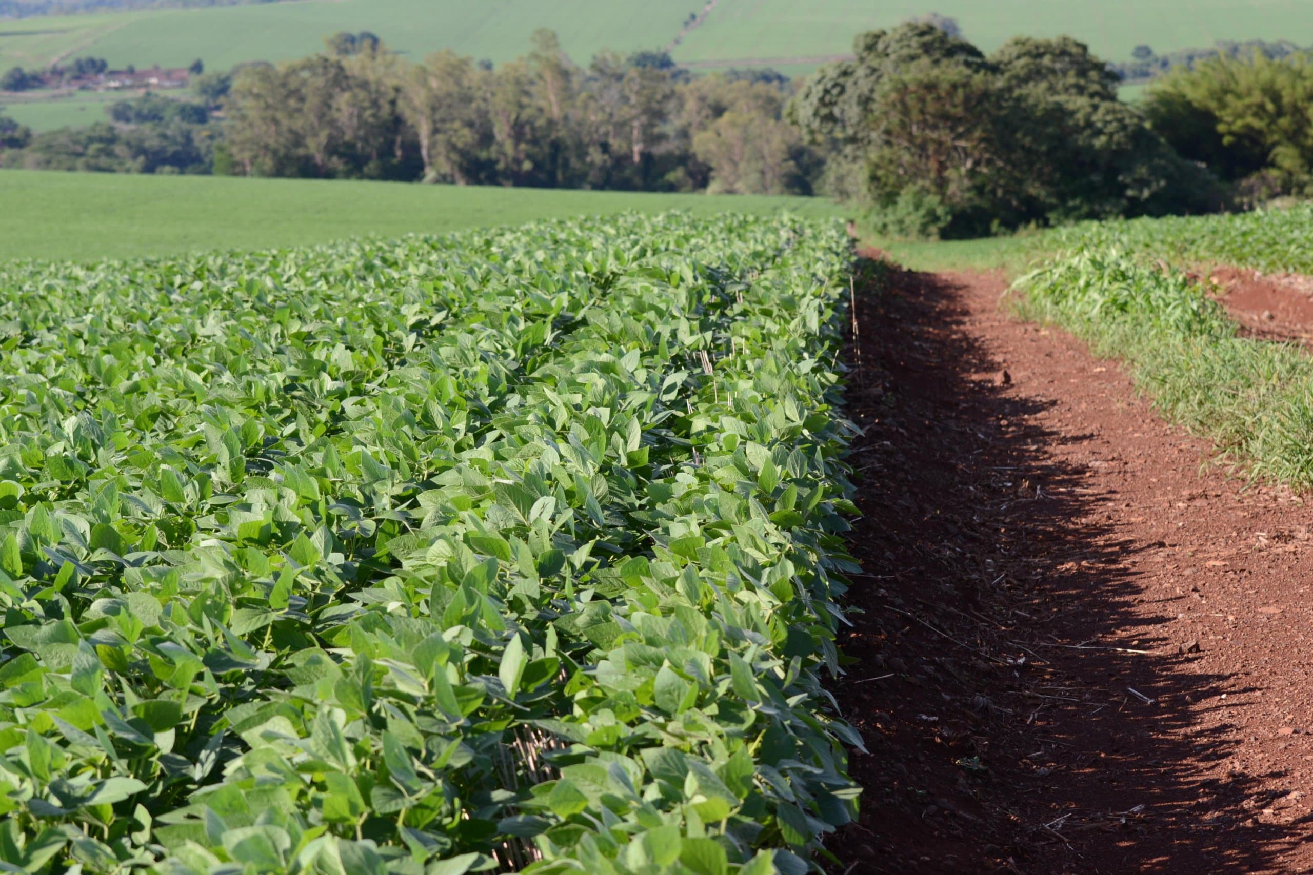 Início do plantio da safra de soja 2024/25 tem atraso