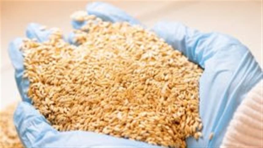 Planejamento estratégico em pastagens garante eficiência produtiva