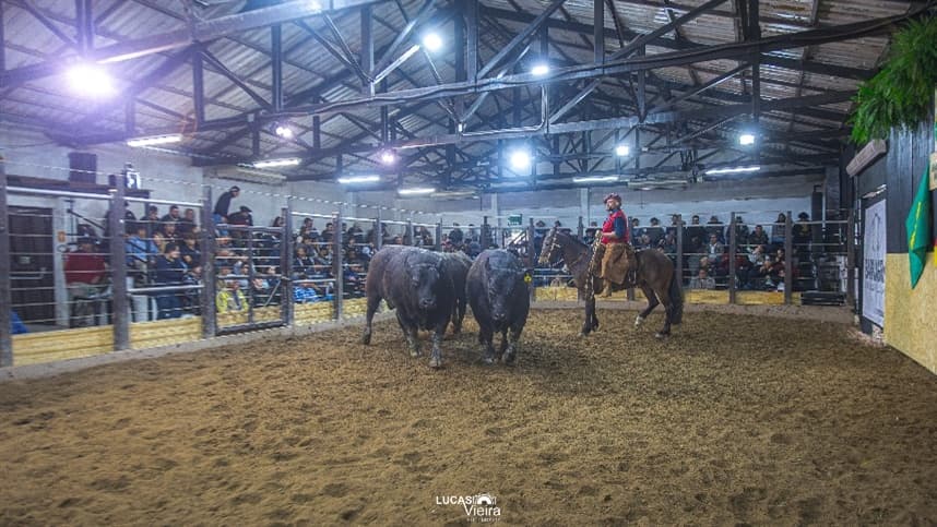 Touro Angus é vendido por R$ 132 mil em leilão no Rio Grande do Sul