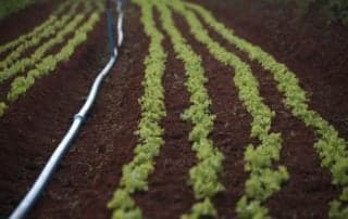 Setor de biodefensivos no Brasil pode faturar R$ 7,8 bilhões em 2026