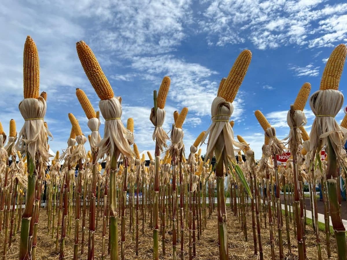 Atraso no plantio de milho preocupa produtores em Goiás