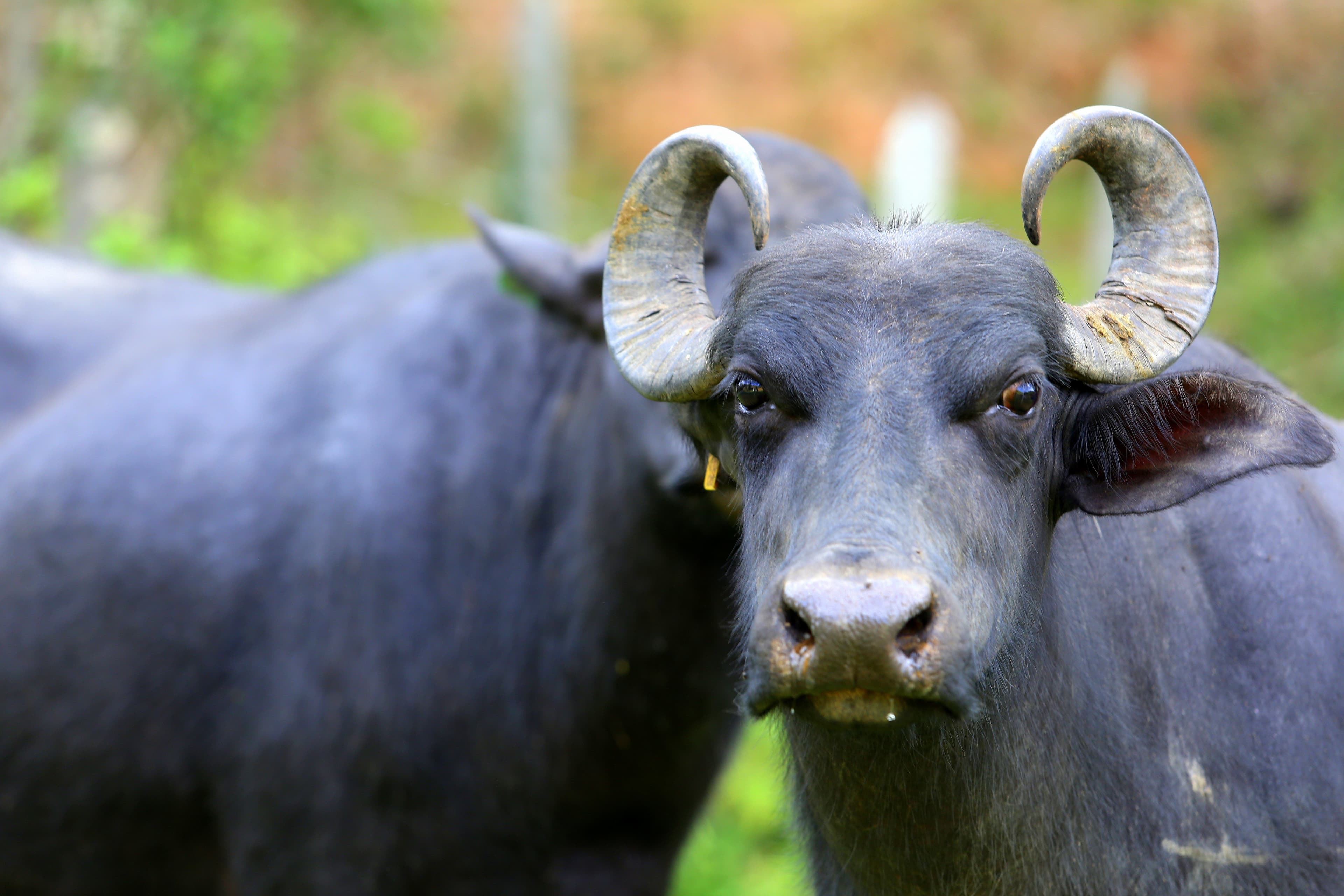 Preços de búfalos superam R$ 10 e se aproximam do gado bovino