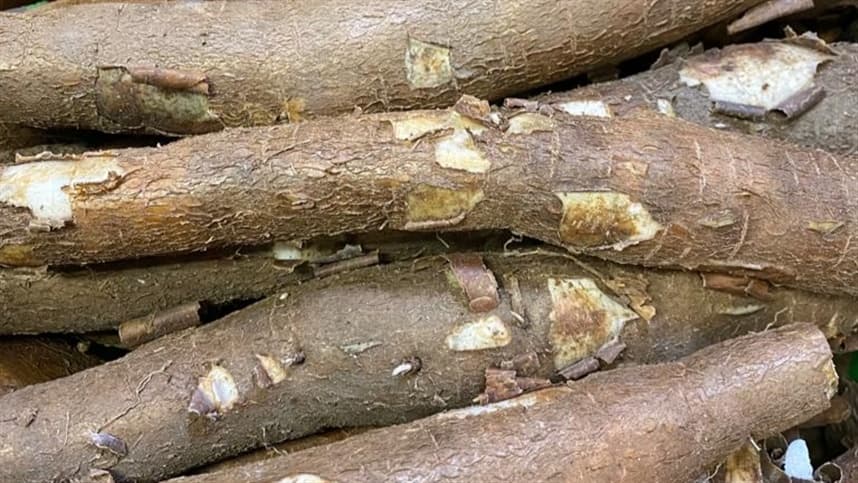 Impacto do clima seco na produção de mandioca