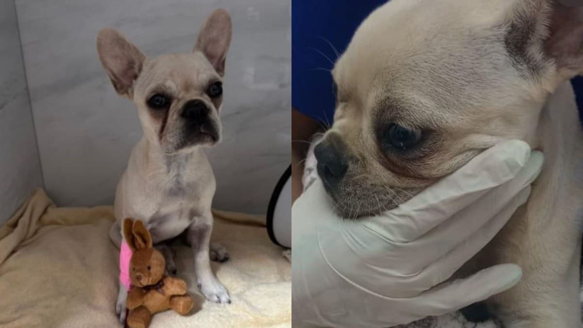 Tutora de cadela usa animal para esconder crack e é denunciada