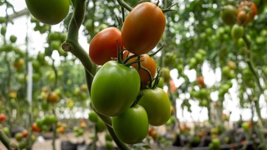 Novas variedades de tomate com resistência ao vírus rugoso: híbridos promissores
