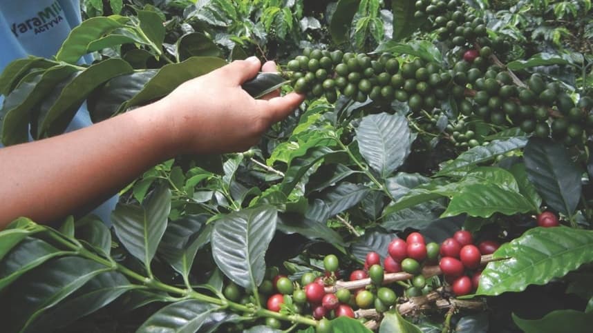 Projeto AAcRes aumenta produtividade do cafeeiro em Guapé (MG)